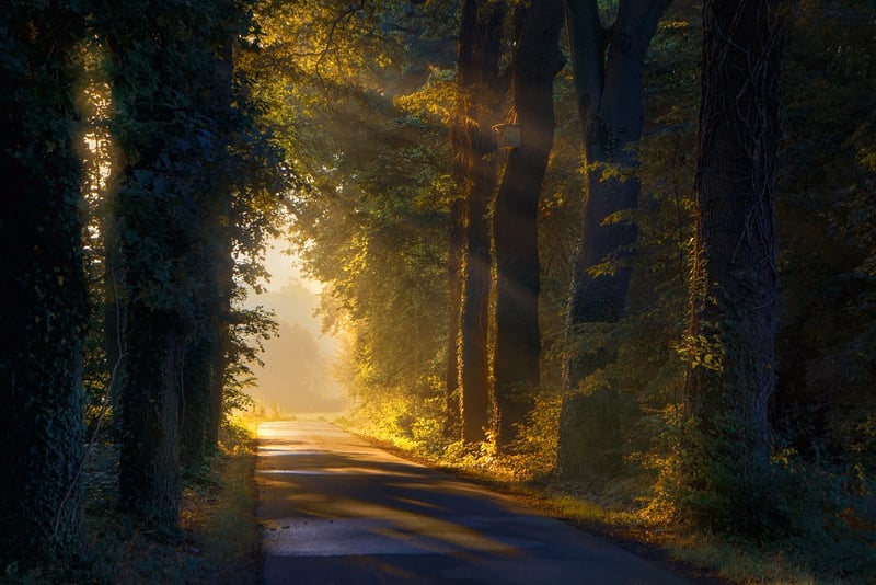 Forest Retreat