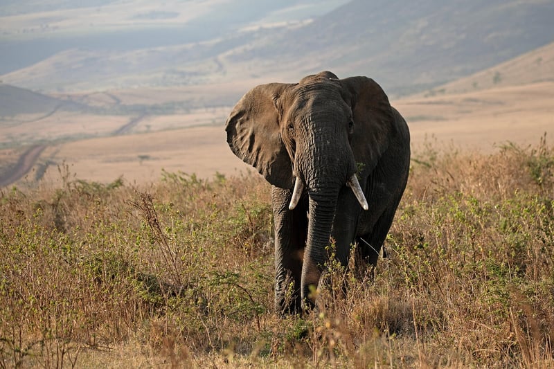 Maasai Mara Tribe in Kenya
