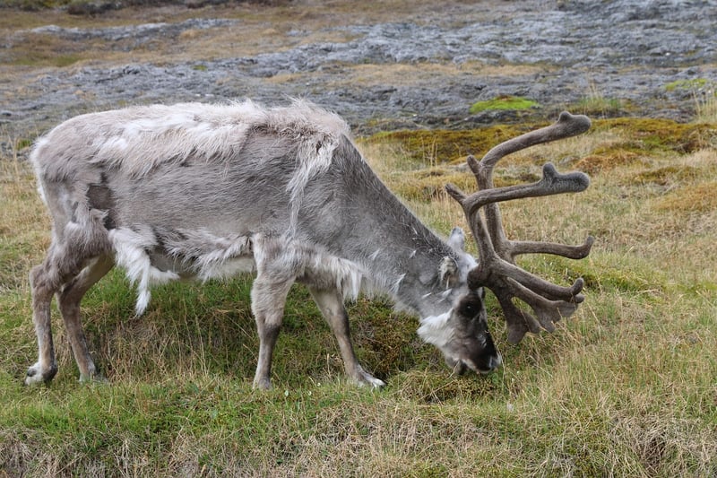 Svalbard